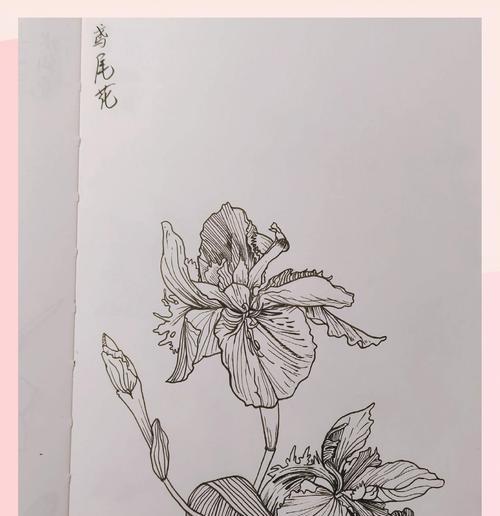 哪些花象征着吉祥寓言？