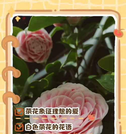 哪种花寓意清冷爱情？清冷爱情的花语是什么？