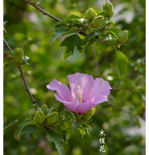 哪种花寓意清冷爱情？清冷爱情的花语是什么？