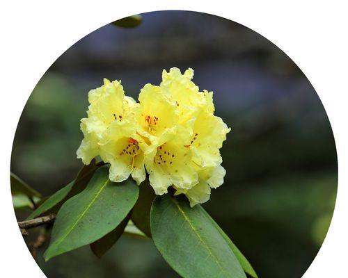 头像用黄色花代表什么？黄色花在头像中的寓意是什么？
