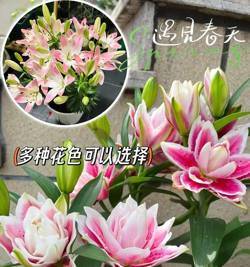 百合花象征什么？它为何寓意吉祥？