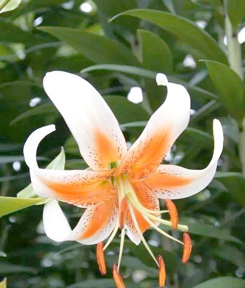 百合花象征什么？它为何寓意吉祥？