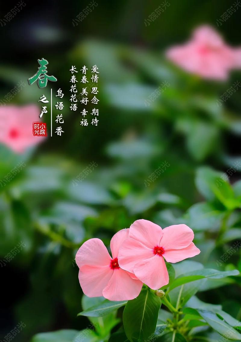 如何理解甜蜜期待的花语含义？