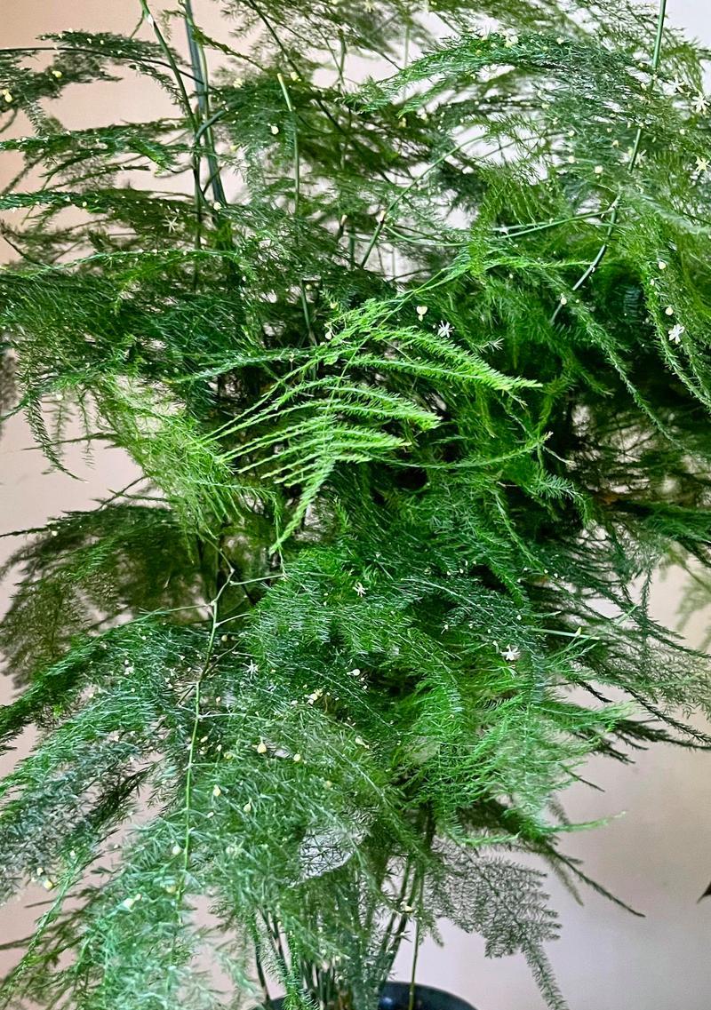 哪种花象征平安？平安花语是什么？