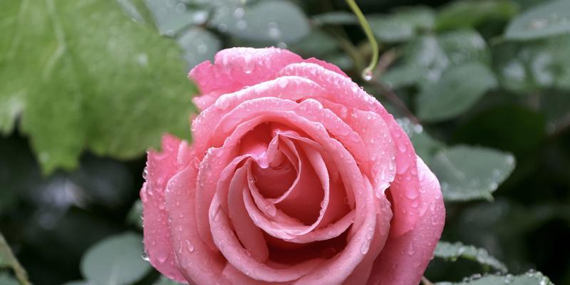 哪种花象征平安？平安花语是什么？