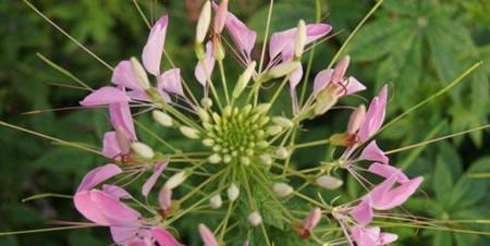 医师节送什么花表达祝福？花语有哪些含义？