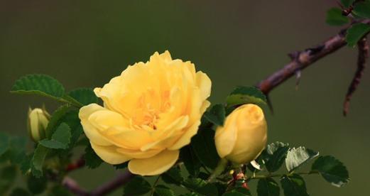 黄色雏菊与玫瑰花共同寓意什么？