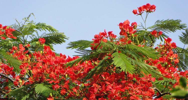 有哪些花寓意平安平淡？它们的寓意是什么？