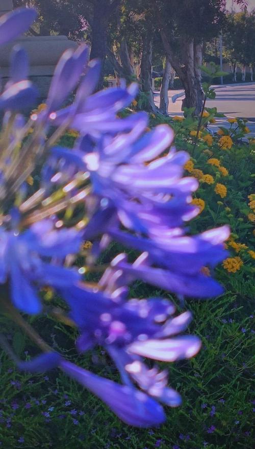 哪种花隐晦地象征爱情？寓意是什么？