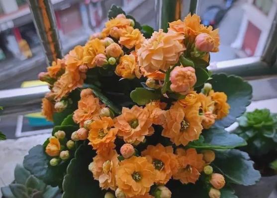 哪种花象征身体健康？花卉与健康寓意的关联是什么？