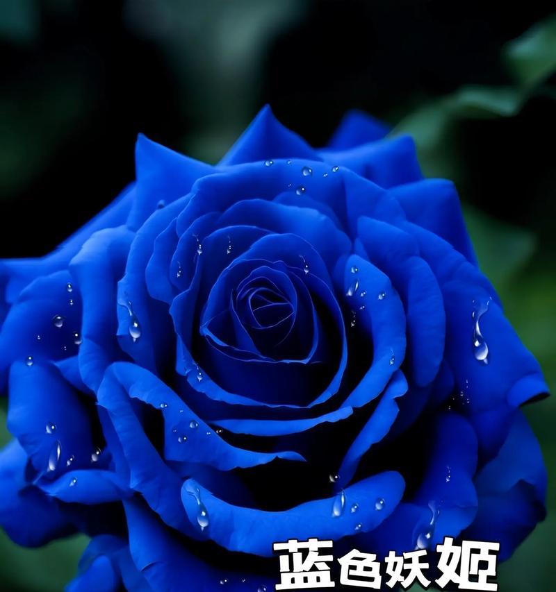蓝色花的意义是什么？蓝色花的象征代表有哪些？