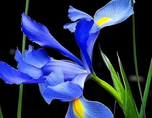 蓝色花的意义是什么？蓝色花的象征代表有哪些？
