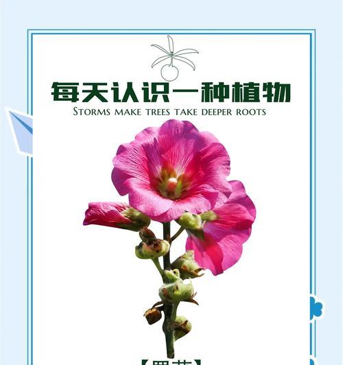 端午节象征哪种花？