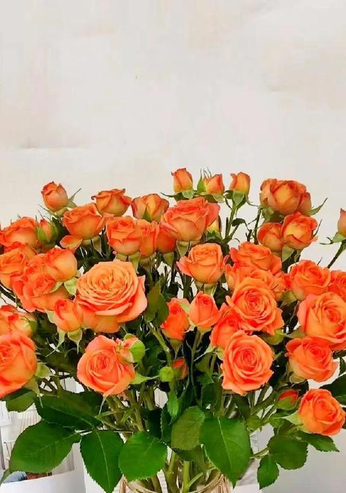 橙色朱槿花的花语是什么？它象征着什么？