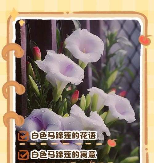 白色马蹄莲手捧花有何寓意？