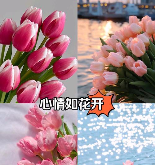 乞巧节的花语是什么？乞巧节送什么花合适？