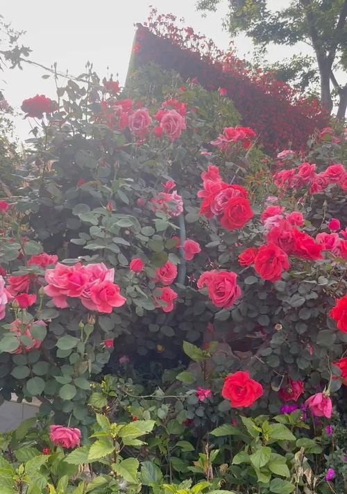 喷蓝色花代表什么？蓝色花卉的花语含义399