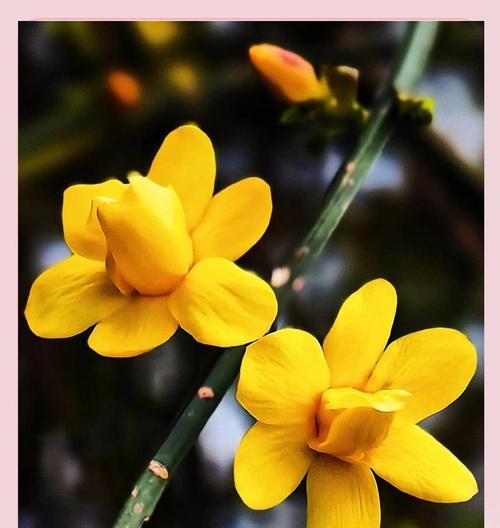 喷蓝色花代表什么？蓝色花卉的花语含义399