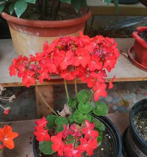 瓶子牡丹长寿花假山代表什么？它的寓意有哪些？