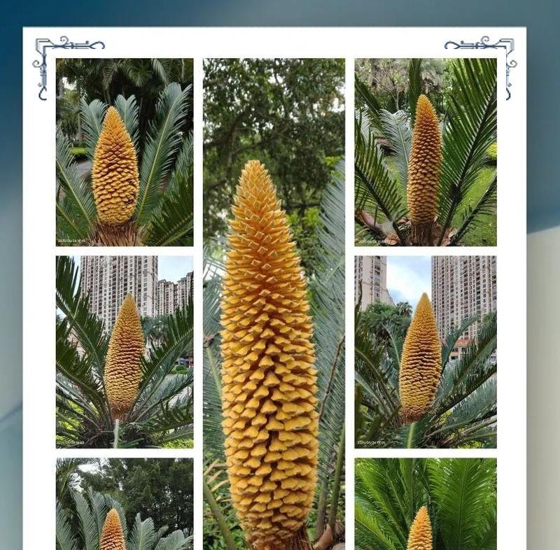 铁树白色花象征着什么？其寓意有哪些？