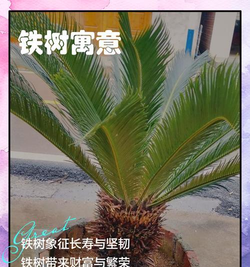 铁树白色花象征着什么？其寓意有哪些？