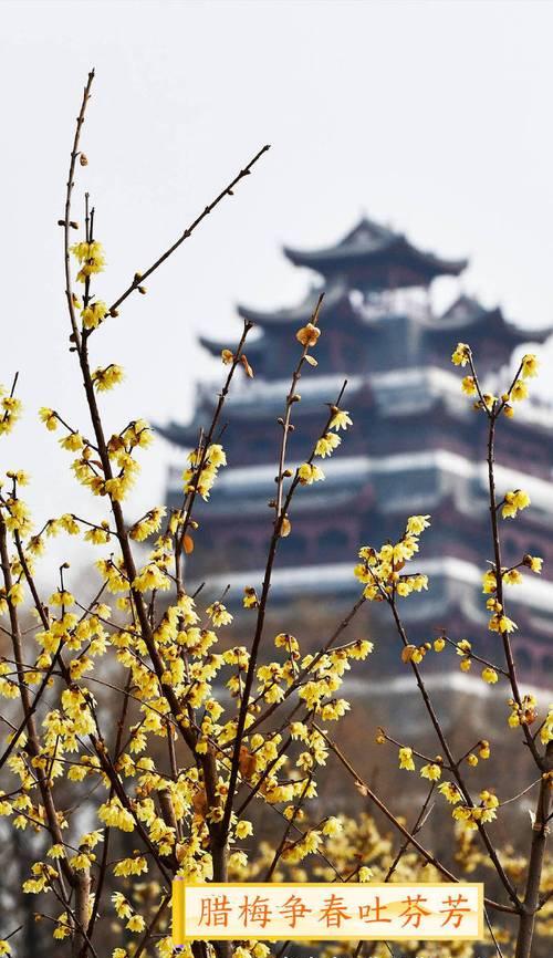 山东浪漫花语是什么？山东地区有哪些特别的花卉文化？