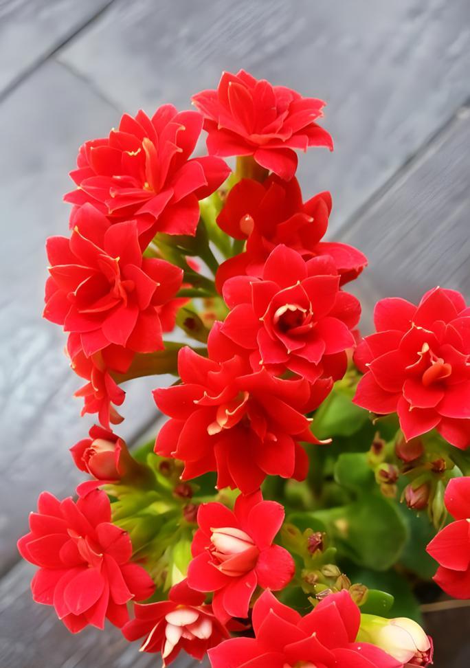 哪种花代表幸福的意义？