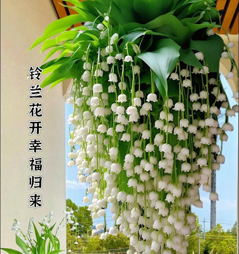 简短的花语幸福句子有哪些？它们的寓意是什么？