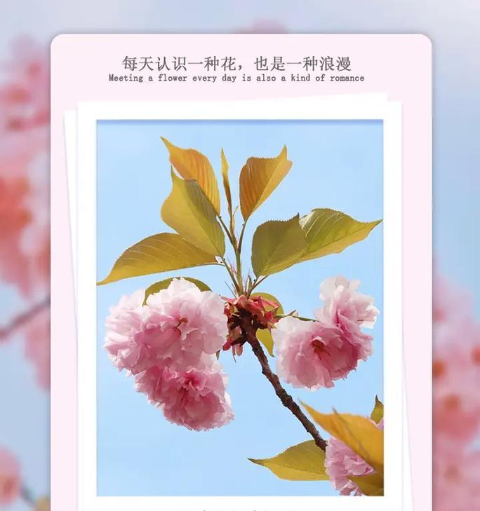 简短的花语幸福句子有哪些？它们的寓意是什么？