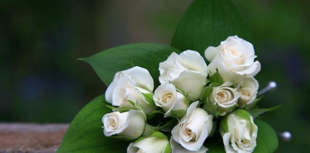 头戴白色玫瑰花代表什么？白色玫瑰花的寓意是什么？
