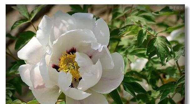 两朵白色牡丹花代表什么？白色牡丹花的寓意是什么？