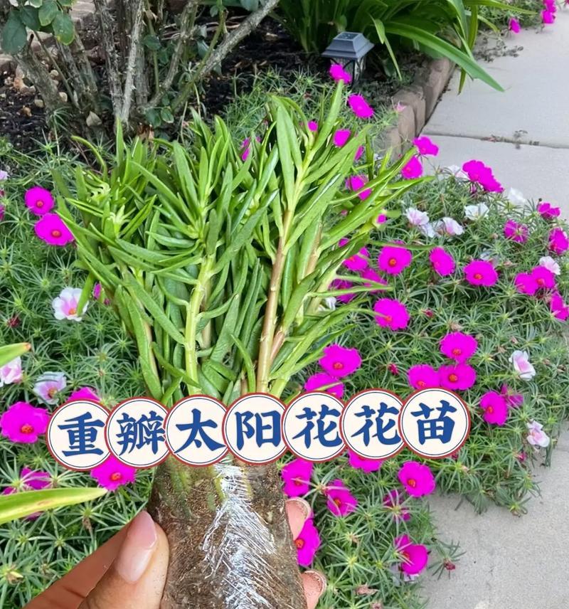 五颜六色的花含义和象征是什么？每种颜色的花代表什么意义？