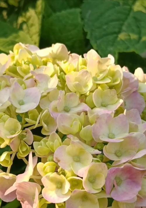 五颜六色的花含义和象征是什么？每种颜色的花代表什么意义？