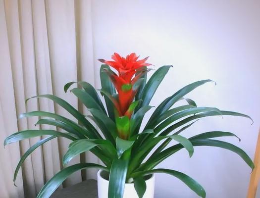 哪种花寓意平安进财？如何挑选吉祥花卉？