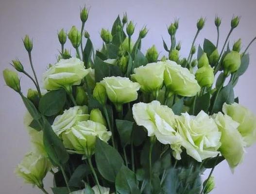 绿色花的寓意是什么？送绿色花代表什么？