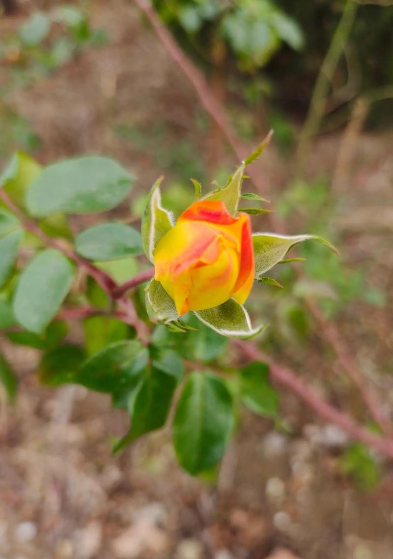 情人节送月季花的意义是什么？月季花象征着什么？