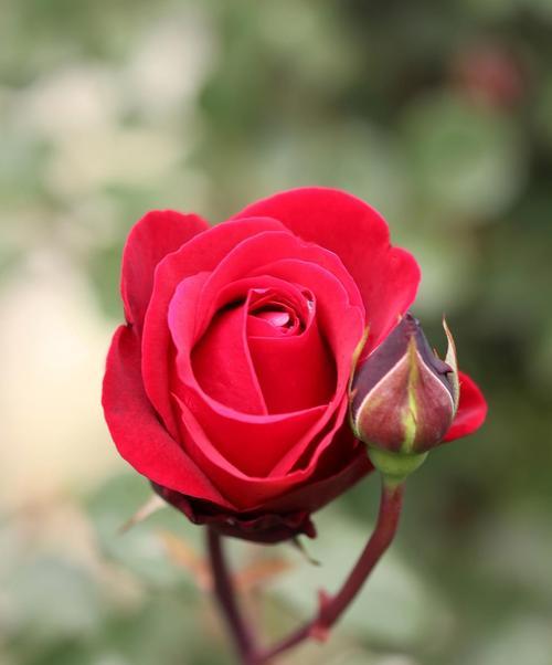 情人节送月季花的意义是什么？月季花象征着什么？