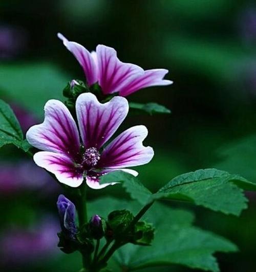 哪种花以白色象征真理？它的花语有哪些含义？