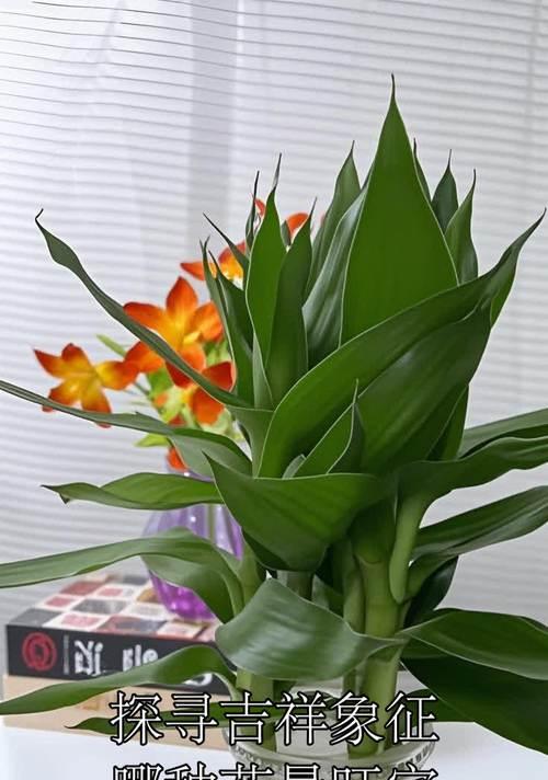 哪种花寓意着无恙和安康？