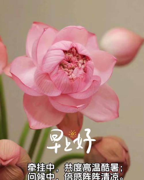 哪种花寓意着无恙和安康？
