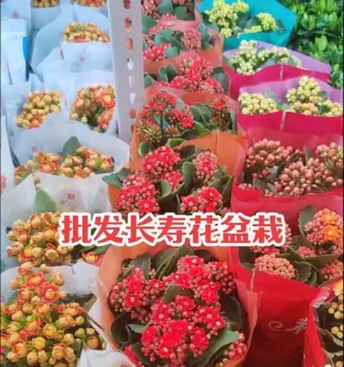 家里养殖长寿花有什么寓意？长寿花的寓意是什么？