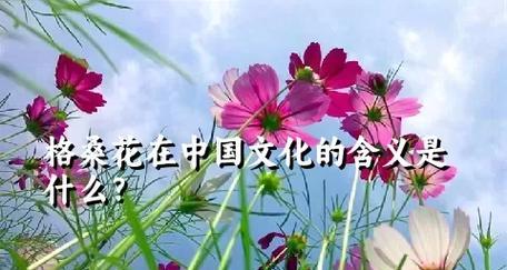 格桑花在文化中象征着什么？