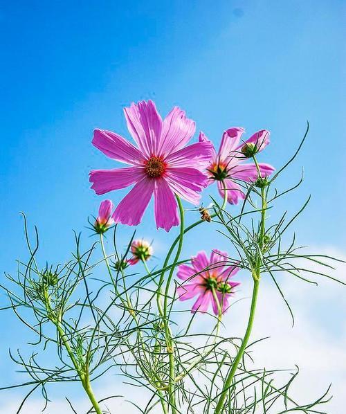 格桑花在文化中象征着什么？