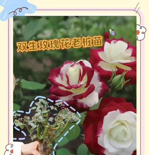 双生花传说是什么？象征意义有哪些？