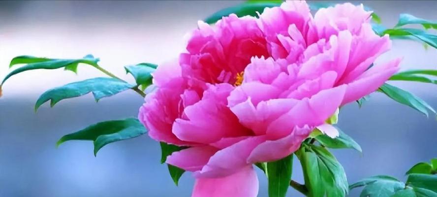 牡丹花在中国文化中代表什么？