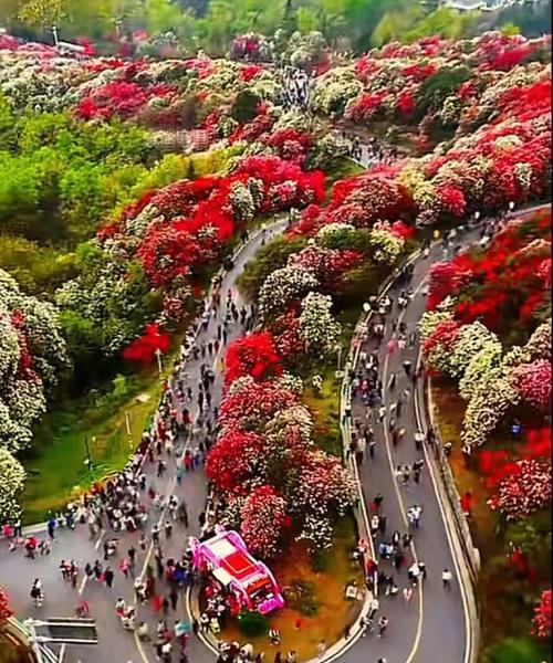 杜鹃花节象征着什么？杜鹃花节的意义是什么？
