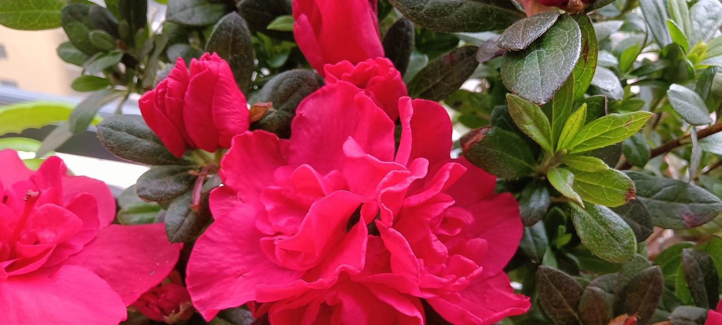 杜鹃花节象征着什么？杜鹃花节的意义是什么？