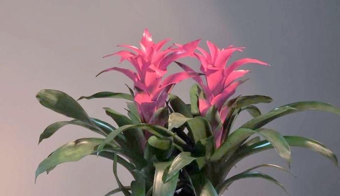 哪种花寓意着高升和吉祥？