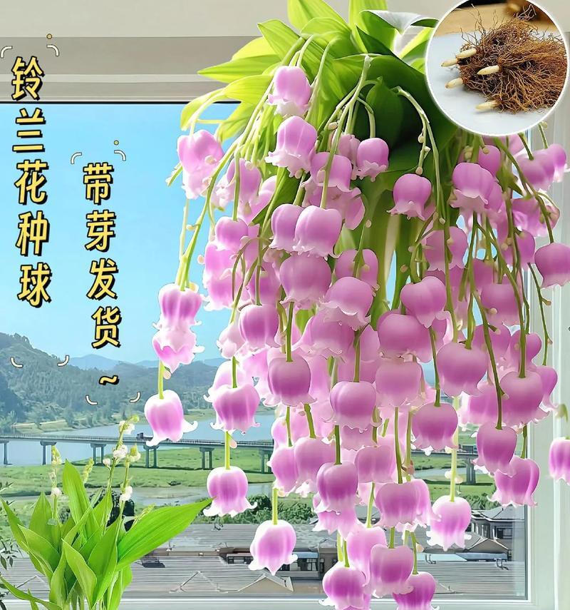 哪种花象征幸福和聪明？