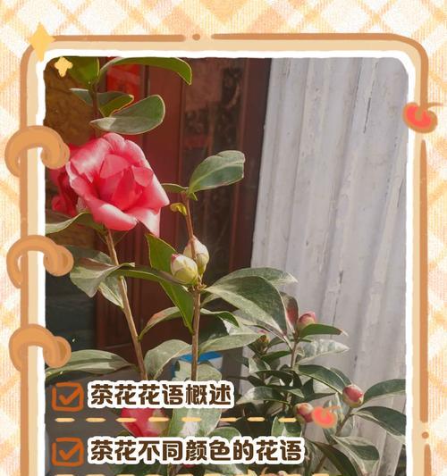 哪种花象征理想爱情？理想的爱情花语是什么？